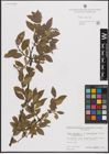 Foto von Salix cinerea L. x Salix myrsinifolia Salisb. x Salix phylicifolia L.